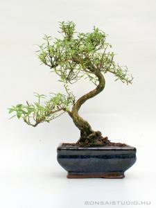 serissa, foetida, bonsai, ezercsillagfacska serissa foetida bonsai ezercsillagfacska