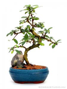 bonsai, bonsaj, szoba bonsai, belteri bonsai vasarlas, bonsai fa, vasarlas, rendeles, elado, carmona, serissa, ulmus, sageretia, ligustrum, portulacaria belteri bonsai szoba bonsai ficus ulmus carmona serissa es mas bonsaj fa kinalat rendelheto vasarlasi lehetoseg
