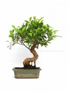 ficus, retusa, ginseng, bonsai ficus retusa bonsai es ficus ginseng bonsai