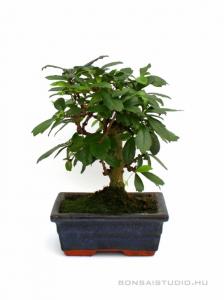 bonsai, bonsaj, szoba bonsai, belteri bonsai vasarlas, bonsai fa, vasarlas, rendeles, elado, carmona, serissa, ulmus, sageretia, ligustrum, portulacaria belteri bonsai szoba bonsai ficus ulmus carmona serissa es mas bonsaj fa kinalat rendelheto vasarlasi lehetoseg