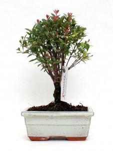 syzingium, buxifolium, bonsai, szizingium syzingium buxifolium bonsai szizingium