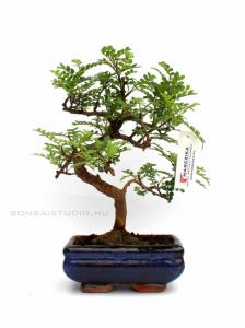 zanthoxyllum, iperitum, borsfa, bonsai zanthoxyllum iperitum borsfa bonsai