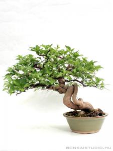 Premna japonica bonsai 02.