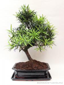 podocarpus, macrophylla, kotiszafa, bonsai podocarpus macrophylla kotiszafa bonsai
