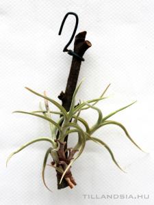 Tillandsia retorta