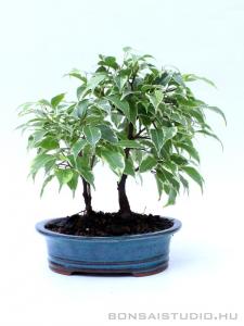 Ficus benjamina 'Variegata' bonsai 01.