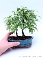 Ficus benjamina 'Variegata' bonsai 01.