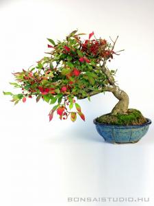 Euonymus alatus - Szárnyas kecskerágó bonsai