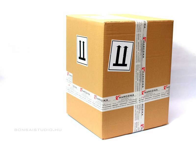 bonsai internetes megrendelese es hazhozszallitasa a marczika bonsai studiobol