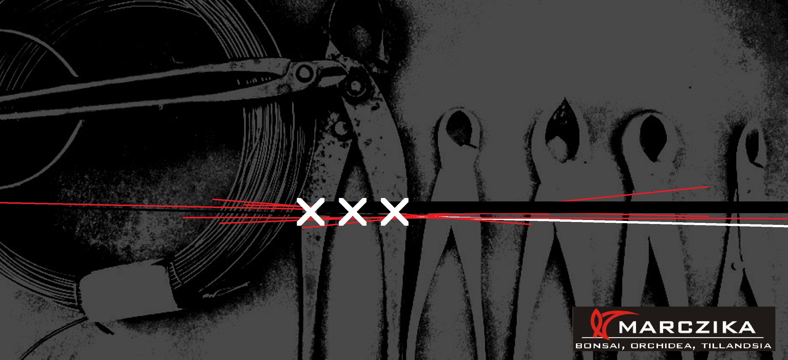 bonsai, szerszamok, bonsai eszkozok, shohin, bonsai atultetese bonsai szerszamok es bonsai kiegeszitok egy shohin bonsai atultetese