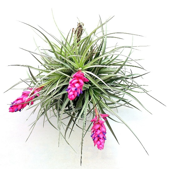 tillandsia kinalat a marczika tillansia kerteszet novenyhazabol