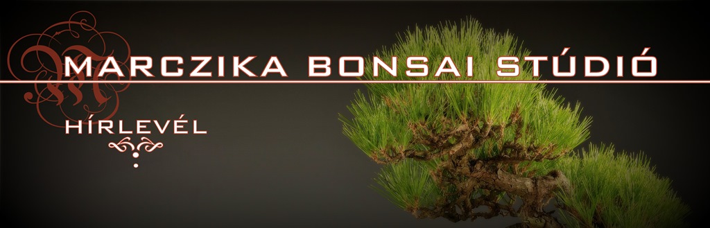 exclusive bonsai, vasarlas, bonsai, top quality, high end, bonsaj, vasarlas, rendeles, japan kert, dekoracio, marczika bonsai studio, erd, hungary exclusive bonsaiok top quality bonsai es high quality bonsai a marczika bonsai kerteszet kinalatabol minosegi kulonleges bonsai fak vasarlasi lehetosege szallitasa