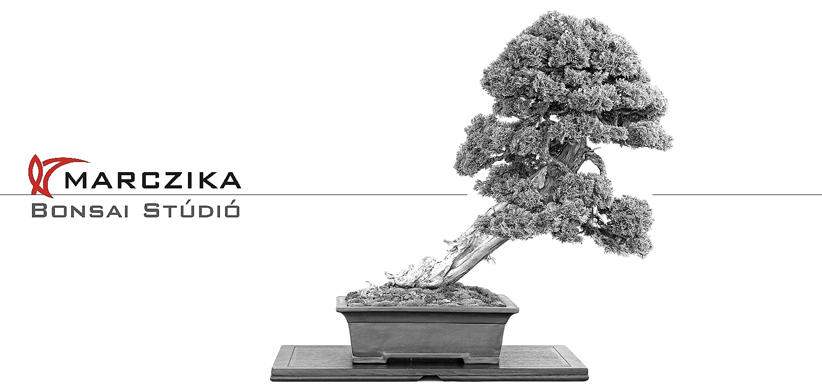 bonsai vasarlas, bonsai, bonsai bolt, bonsai rendeles, szoba bonsai, belteri bonsai, bonsai vasarlasi lehetoseg, bonsai fa ar bonsai szoba bonsai es kulteri bonsaj alapanyag es kesz noveny vasarlas rendeles erd marczika bonsai studio hungary bonsai webshop webaruhaz