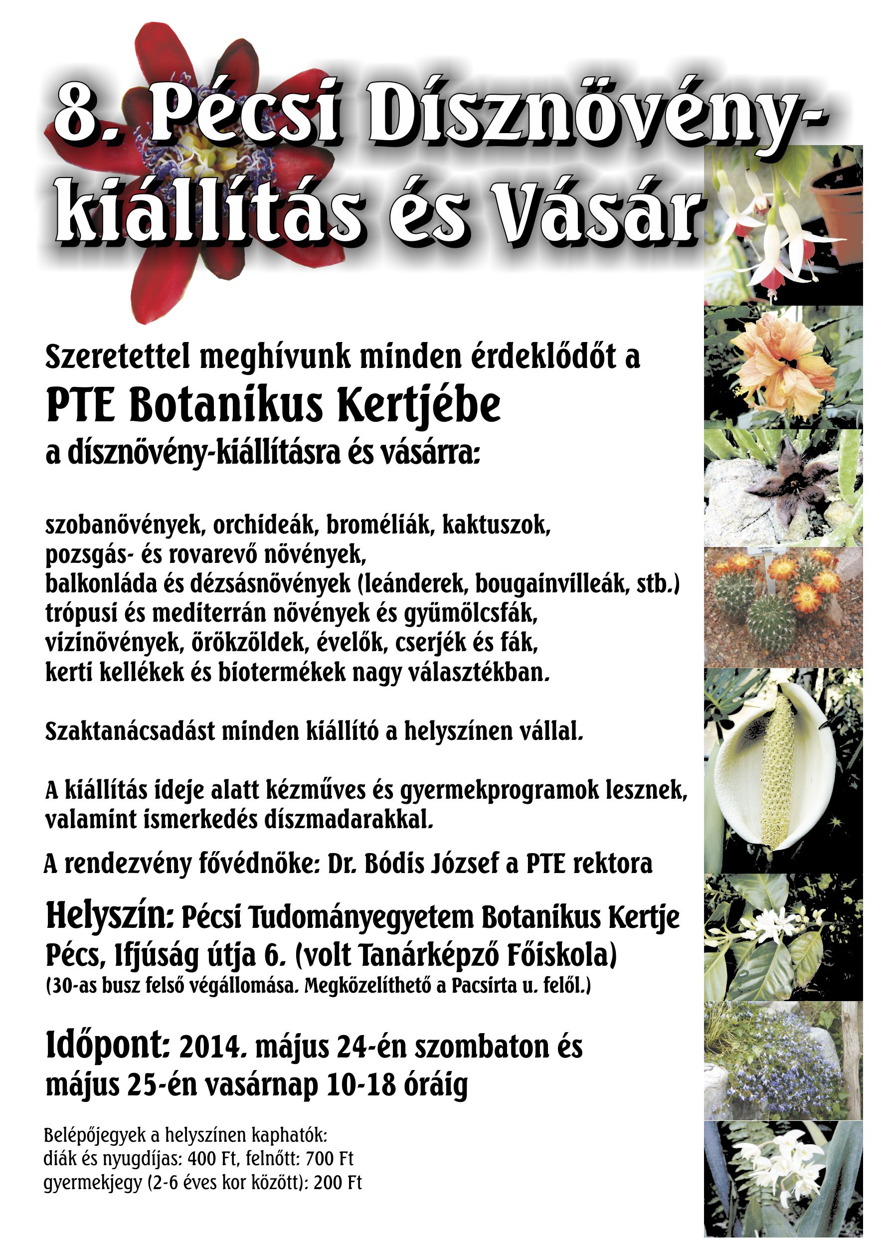 pecsi disznoveny kiallitas es vasar, pecs, 2014, marczika, bonsai, orchidea, tillandsia, disznoveny, virag, cserepes, muskatli, kert, kerteszet, kiallitas, vasar, vasarlas 8 pecsi disznoveny kiallitas es vasar pecs 2014